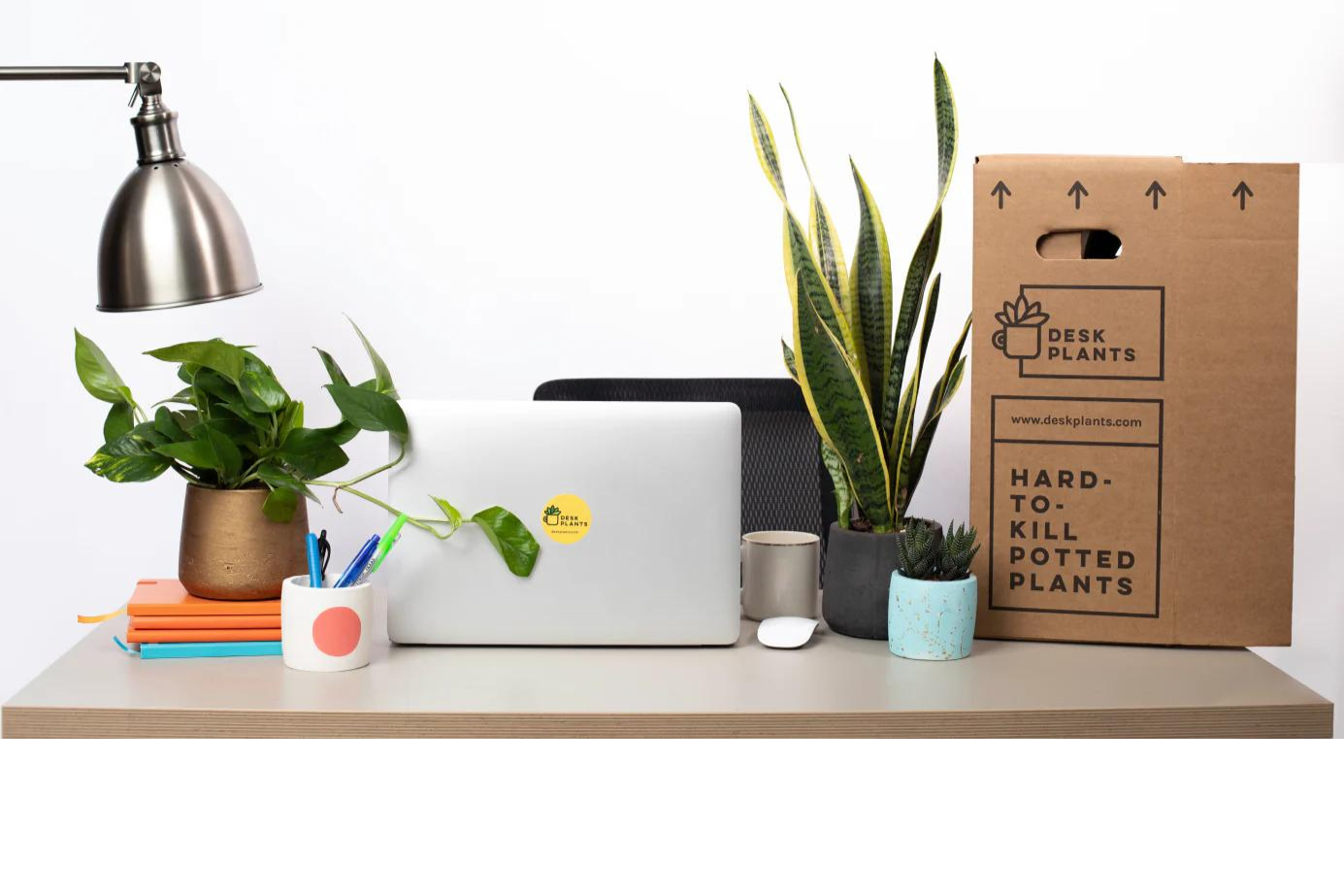 Desk Plants