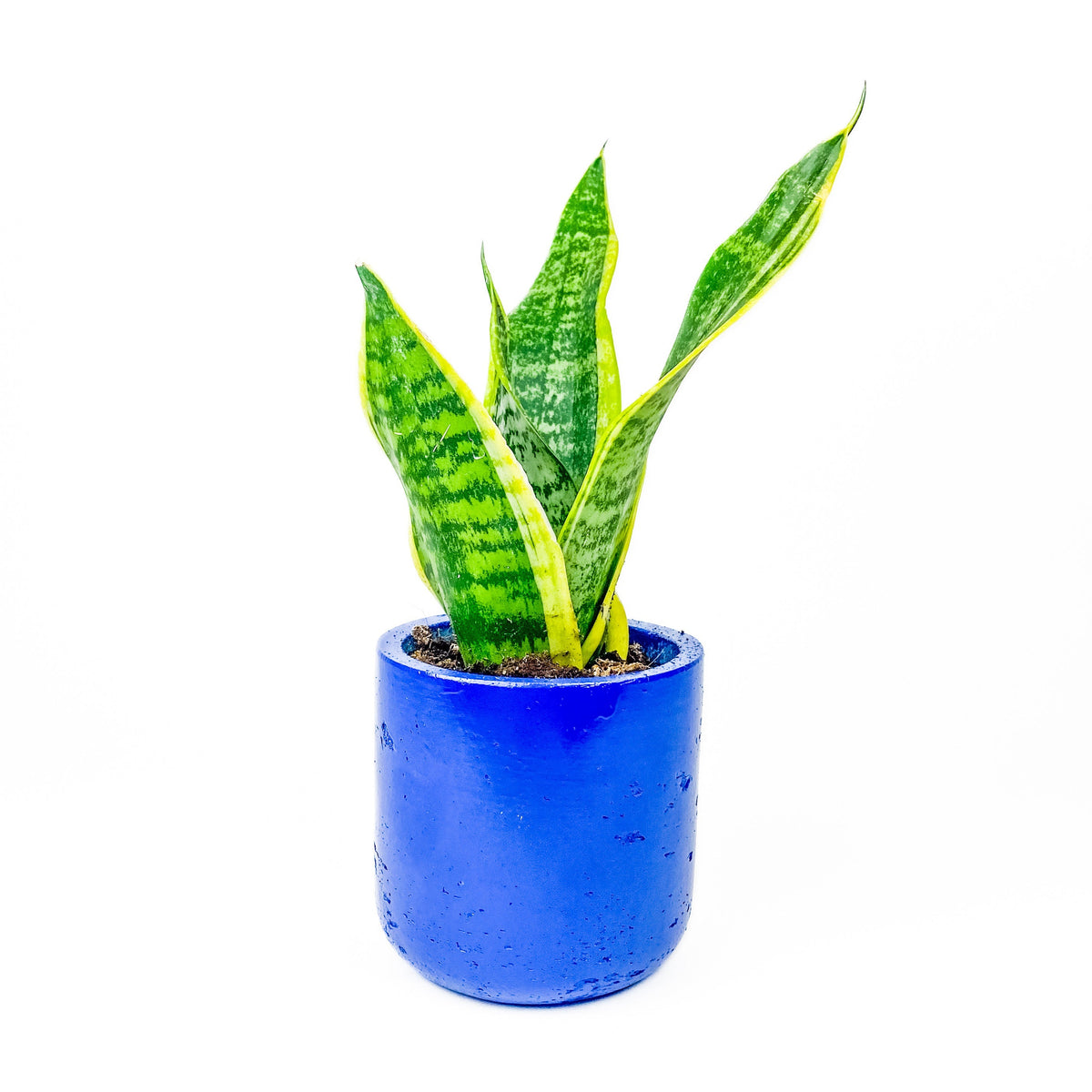 Large Wilson Line - W/GOOD Co