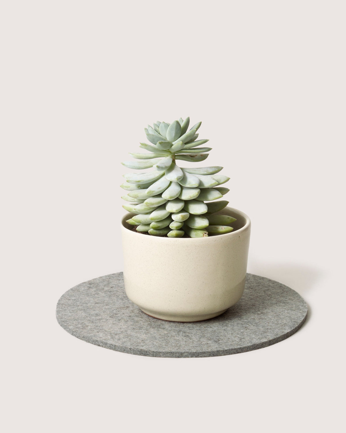 A small green succulent with stacked leaves is potted in a light beige ceramic container, resting on a round gray felt mat made from moisture-wicking Merino wool by graf lantz. The backdrop remains neutral and plain.