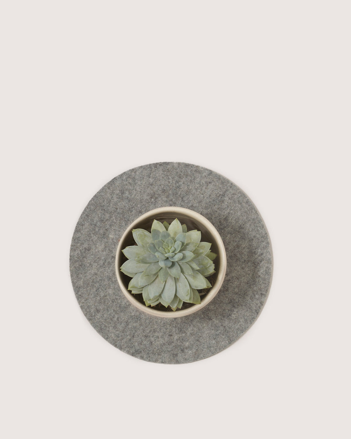A succulent plant sits in a round pot on a circular gray felt mat made from Merino wool by graf lantz, its pale green rosette of fleshy leaves contrasting with the white background.