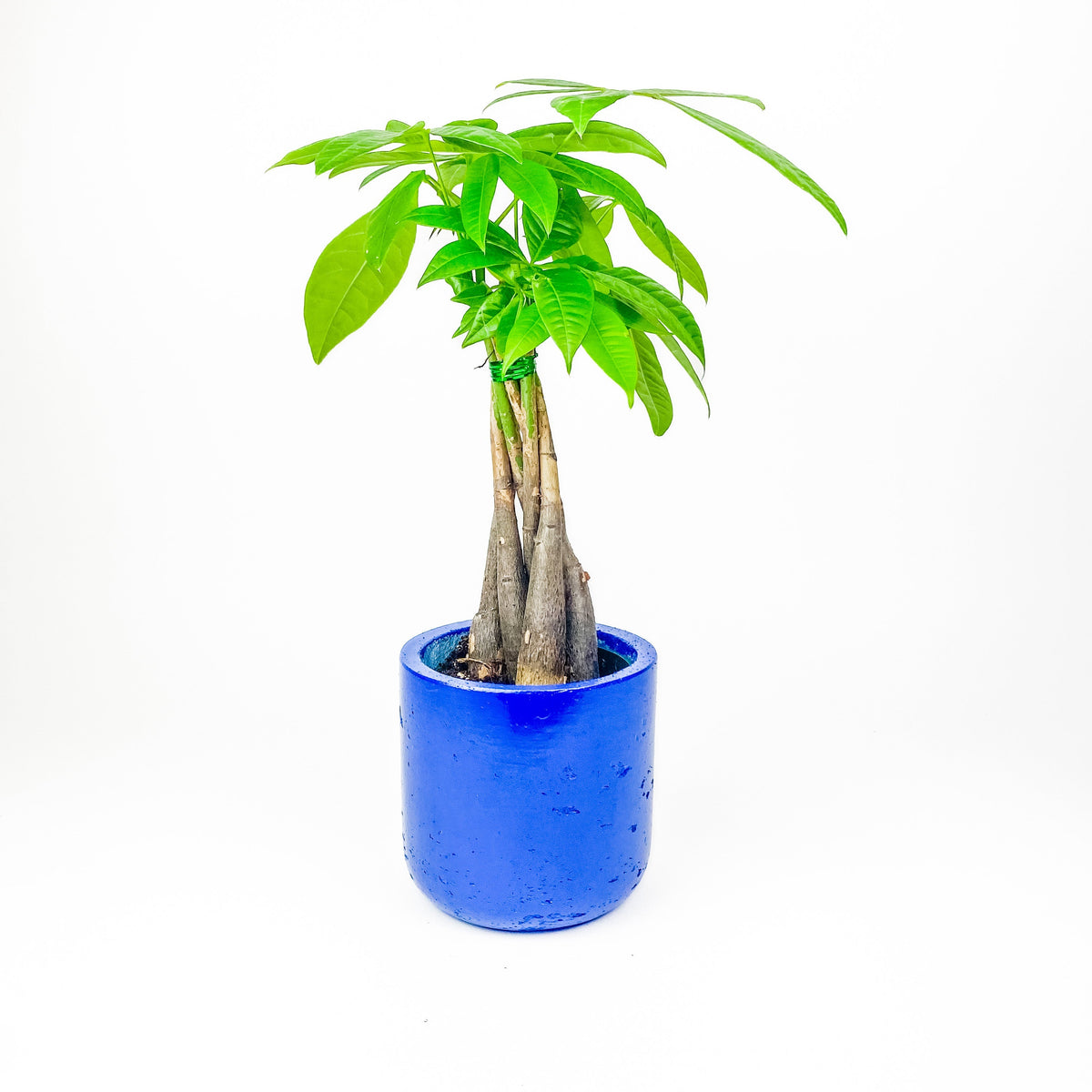 Large Wilson Line - W/GOOD Co