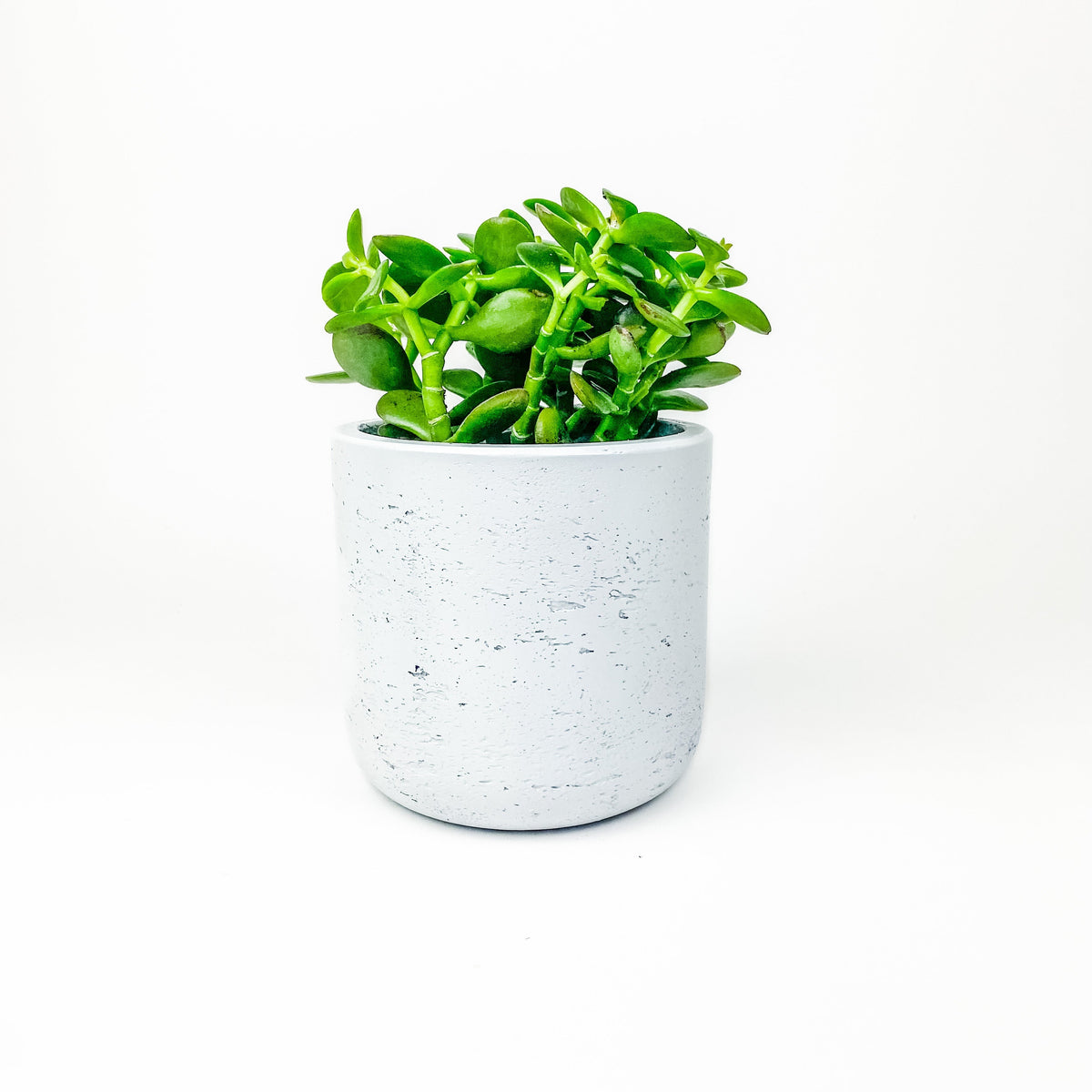 Large Wilson Line - W/GOOD Co