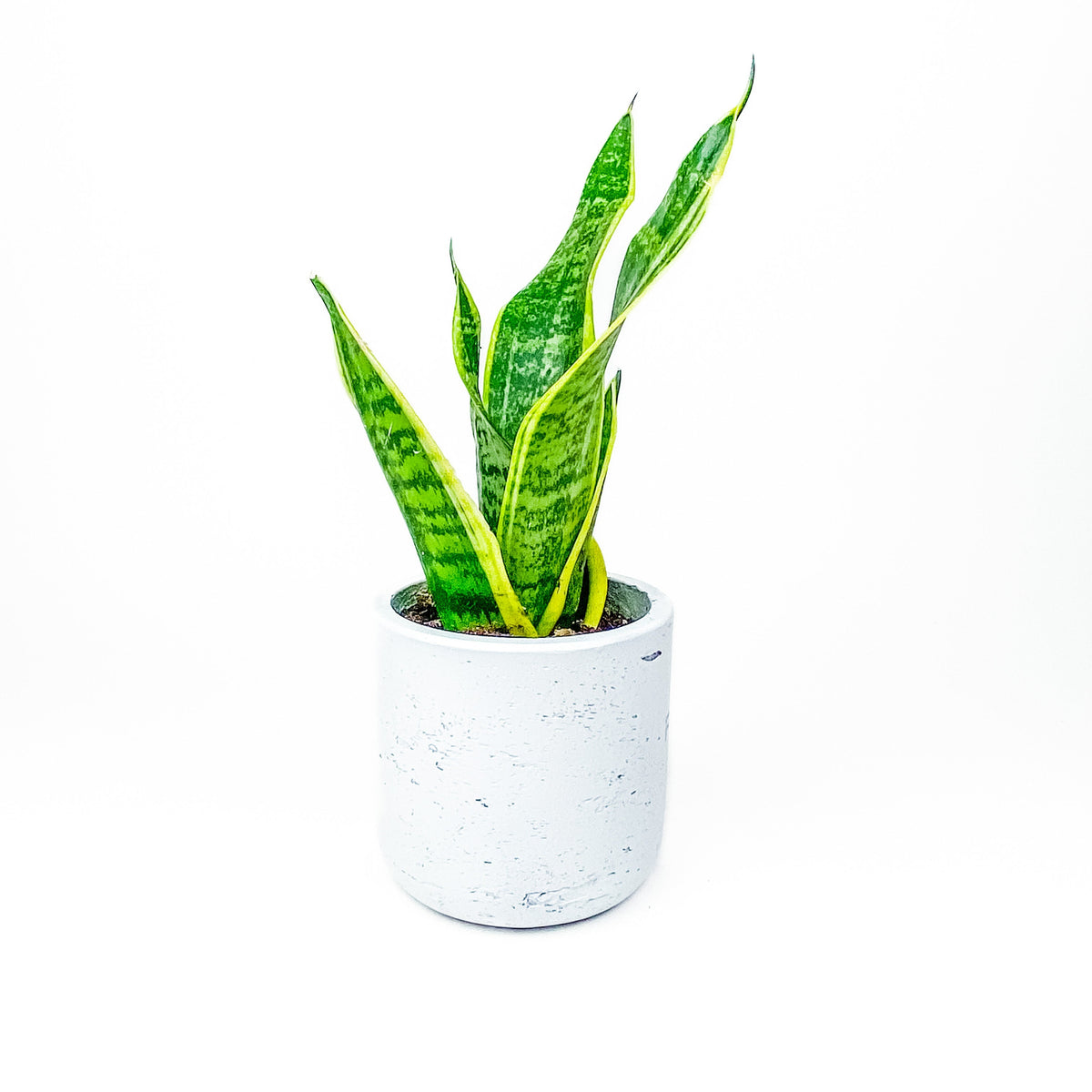 Large Wilson Line - W/GOOD Co