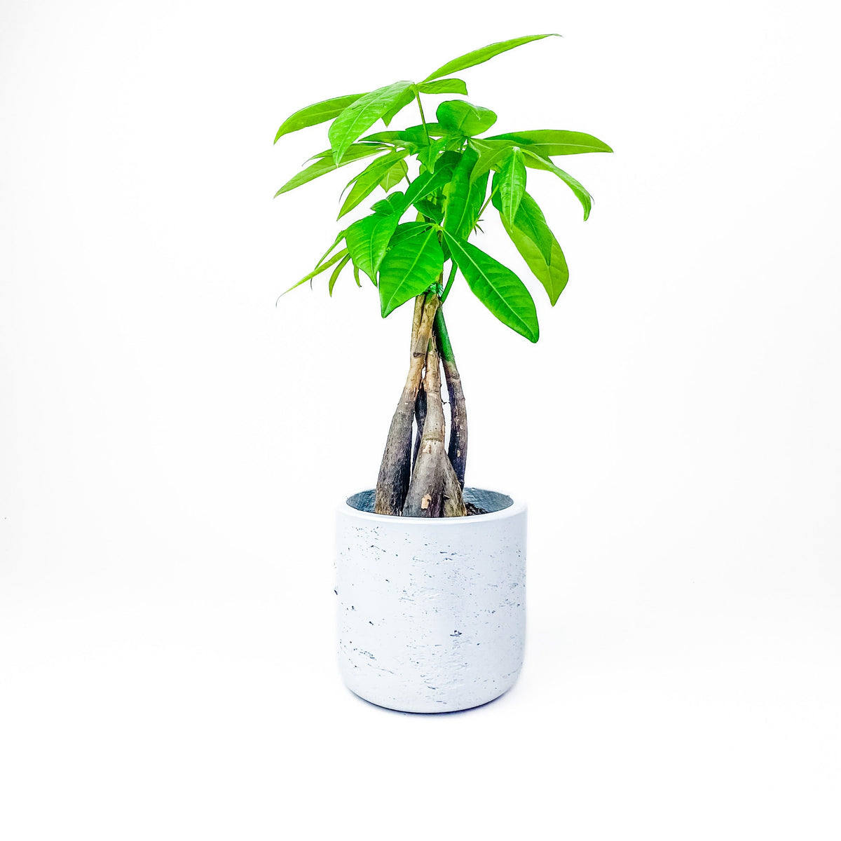 Large Wilson Line - W/GOOD Co