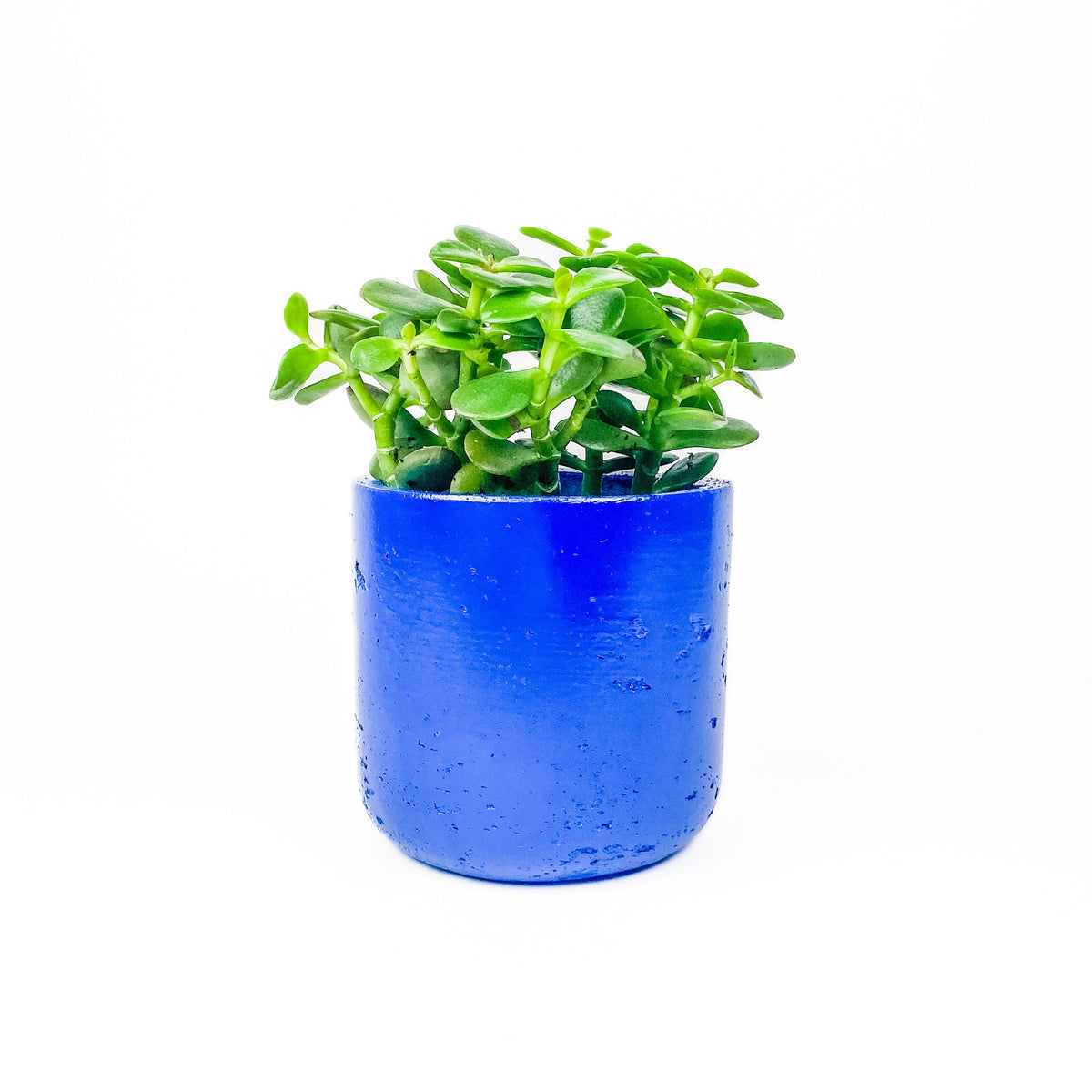 Large Wilson Line - W/GOOD Co