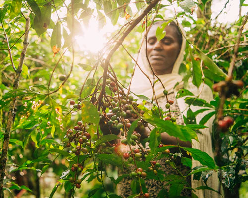 Single Origin Ethiopia | Whole Bean Coffee