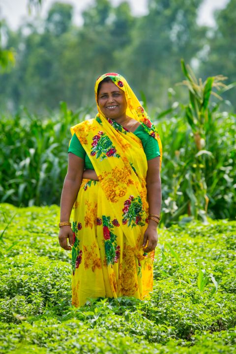 MINT TEA FARMER INDIA