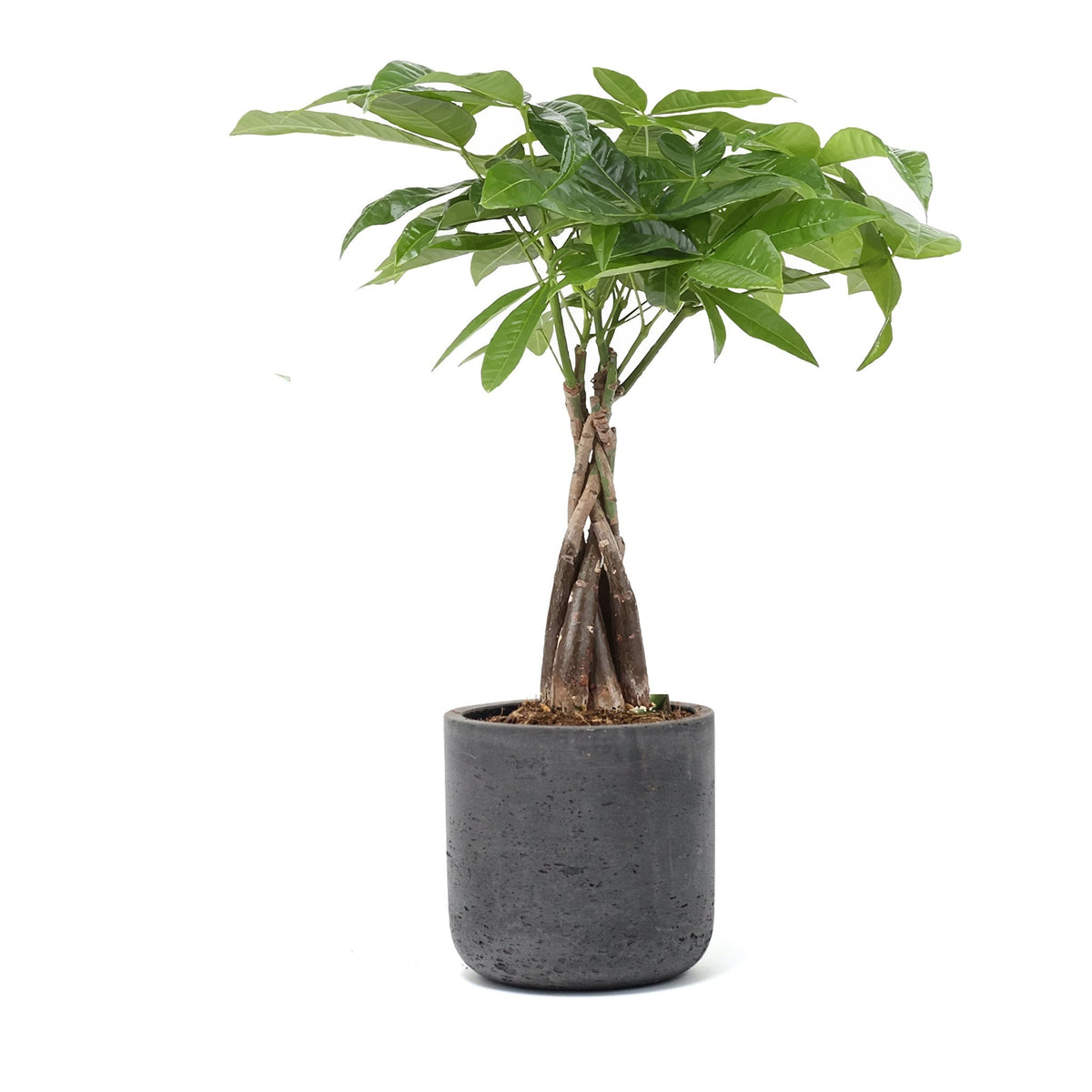 Large Wilson Line - W/GOOD Co