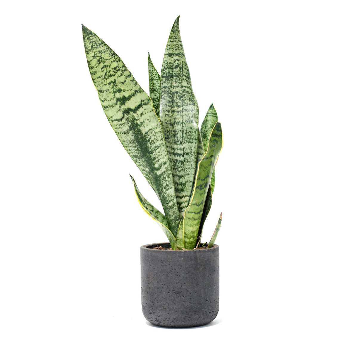 Large Wilson Line - W/GOOD Co