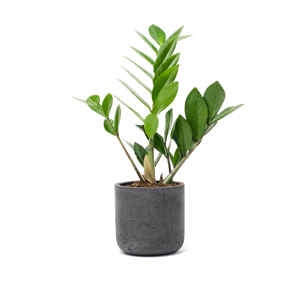 Large Wilson Line - W/GOOD Co