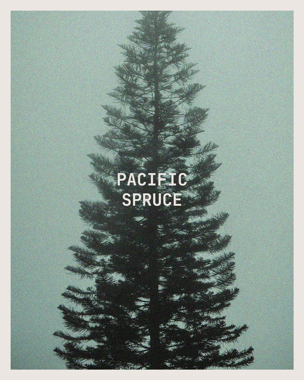 PACIFIC SPRUCE