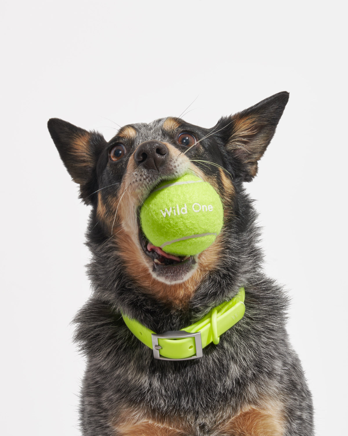 Limeade / Standard