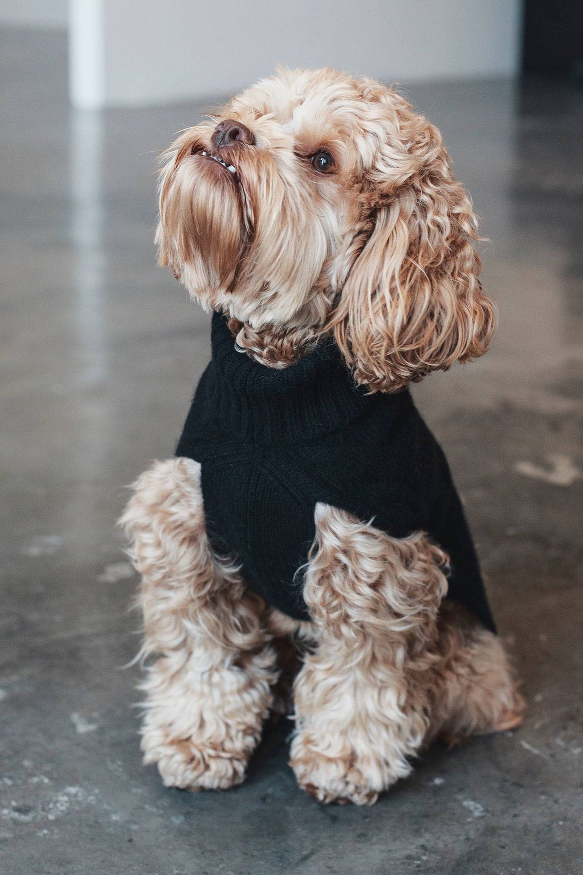 Cable Dog Sweater